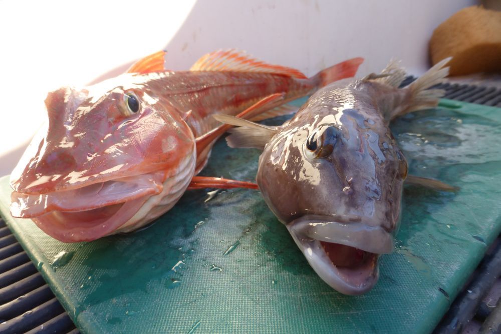 2016 Photo collection